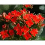 Kalanchoe (Red) - Live Plant - Image 3