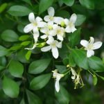 Murraya Paniculata,Kamini - Live Plant