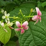 Madhumalti/Rangoon Creeper - Live plant - Image 2
