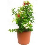 Madhumalti/Rangoon Creeper - Live plant