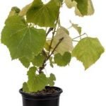 Grapes Plant - live plant
