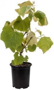 Grapes Plant - live plant