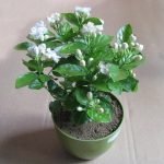 Double Tagar - Live Plant