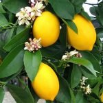 Kagzi Nimboo, Kagzi Lemon - Live Plant