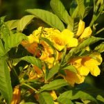 Tecoma Yellow -Live  Plant