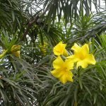 Yellow Kaner/Nerium Oleander Flower Plant   - live plant - Image 2