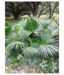 Desi Palm Live Palm, Indoor & Outdoor Ornamental Plant- Healthy live plant - Image 3