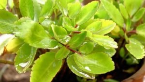 Bryophyllum Pinnatumn, Patharchatta   Plant - LIVE PLANT - Image 2