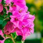 Bougainvillea (Pink) – Live Plant