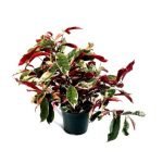Laila Majnu (Exoecaria) Verigated Plant - Live plant