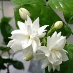Arabian Jasmine Malli Bela Motiya Mogra - LivePlant - Image 3