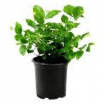 Arabian Jasmine Malli Bela Motiya Mogra - LivePlant