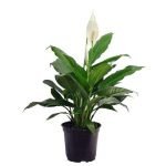Peace Lily, Spathiphyllum - Live Plant
