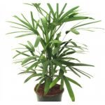 Rabish Palm , lady palm Plant - Live plant