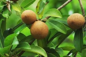 Chikoo, Chikku, Chiku Fruit (Grafted) - Live Plant - Image 2