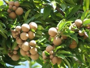 Chikoo, Chikku, Chiku Fruit (Grafted) - Live Plant - Image 3