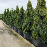 Ashoka Tree, Polyalthia longifolia - Live Plant - Image 2