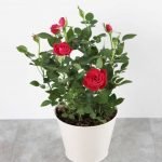 Rose (Red) - Live Plant