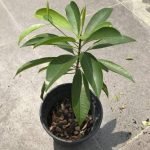 Chikoo, Chikku, Chiku Fruit (Grafted) - Live Plant - Image 4