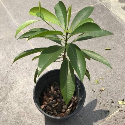 https://shrigramorganics.com/wp-content/uploads/2020/06/sapota-chikoo-plant-1-greencuration-original-imafhpkawzzcyhhu.jpeg?utm_source=chatgpt.com