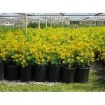Tecoma Yellow -Live  Plant - Image 3