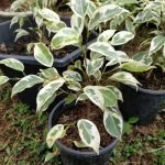 Ficus Compacta Variegated - Live Plant
