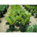 zamia palm - live plant - Image 2