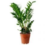 zamia palm - live plant
