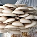 White Oyster Mushroom Growing Kit  spawn with PP bags + formalin + carbendazim 50 wp