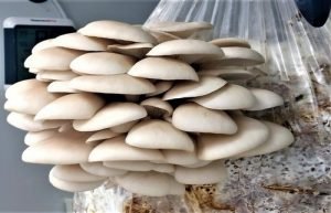 White Oyster Mushroom Growing Kit  spawn with PP bags + formalin + carbendazim 50 wp