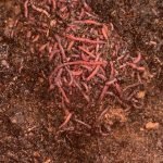 BUY 500 Red Composting Worm , Red Wigglers, Composting Earthworms