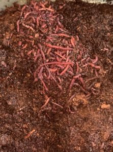 BUY 500 Red Composting Worm , Red Wigglers, Composting Earthworms