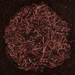 BUY 2000 Red Composting Worm , Red Wigglers, Composting Earthworms