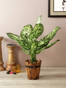 Polyester and Plastic Decorative Artificial Dieffenbachia Bush (15 cm x 15 cm x 52 cm, Dark Green)