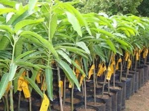 Mango 3 Grafted Plant Combo -   Chausa Mango Plant , Dasheri Mango Plant , Langda Mango Plant - Image 2