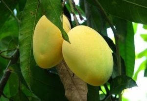 Mango 3 Grafted Plant Combo -   Chausa Mango Plant , Dasheri Mango Plant , Langda Mango Plant - Image 6