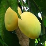 Mango Chausa (Grafted) Plant - live Plant