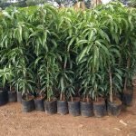 Mango 3 Grafted Plant Combo -   Chausa Mango Plant , Dasheri Mango Plant , Langda Mango Plant