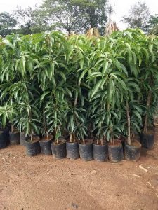 Mango 3 Grafted Plant Combo -   Chausa Mango Plant , Dasheri Mango Plant , Langda Mango Plant - Image 4