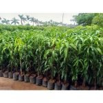 Dasheri Mango Grafted Plant -  Live Plant - Image 3